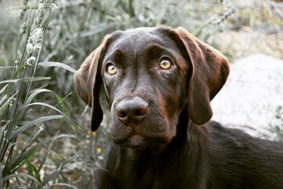 Close-up portrait of dog