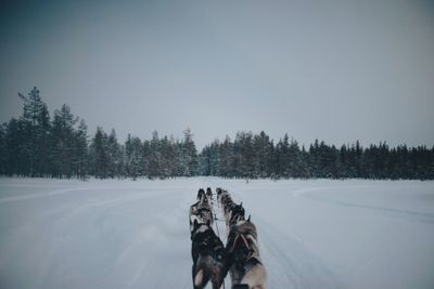 Dogs on snow covered landscape against clear sky