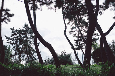 Low angle view of trees against sky