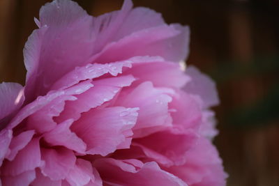 Close-up of pink flower