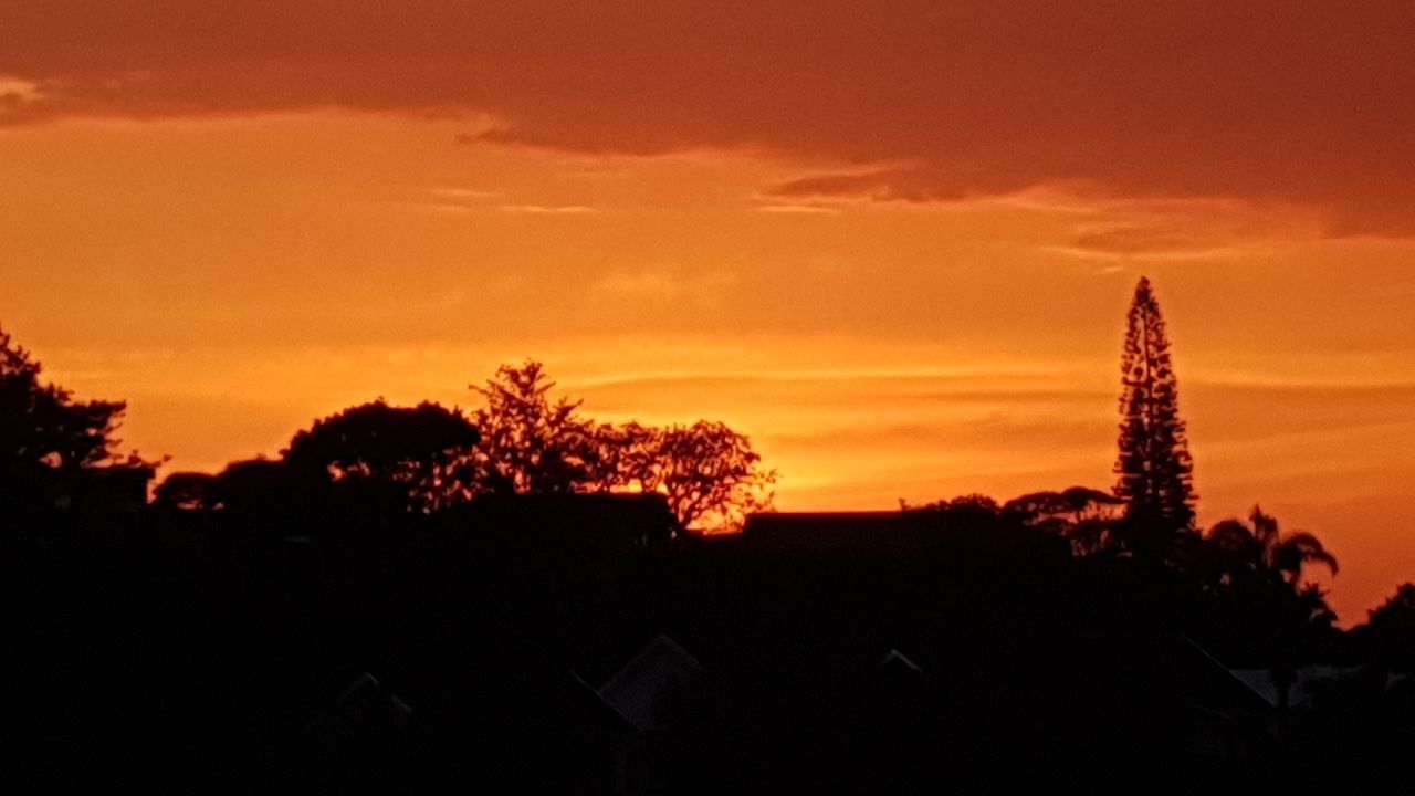 SILHOUETTE TREE AGAINST ORANGE SKY