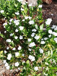 High angle view of white flowering plant on field