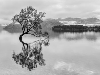 Tree by lake against sky