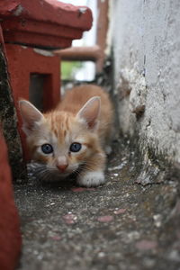 Close-up portrait of a cat