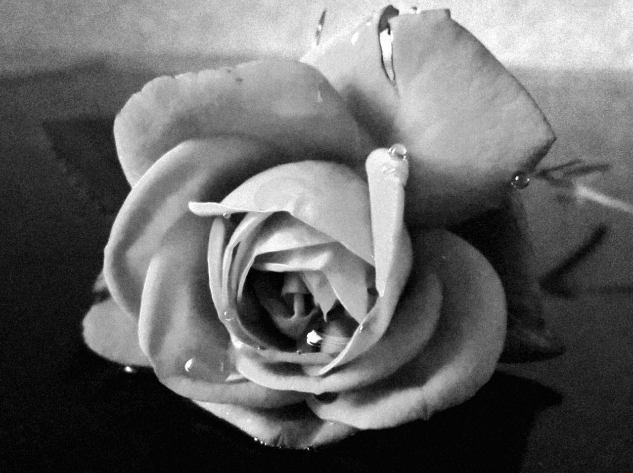 HIGH ANGLE VIEW OF ROSE IN WHITE FLOWER