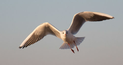 Low angle view of seagull flying