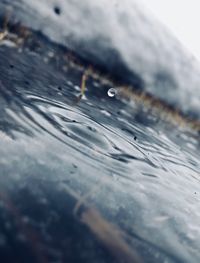 Full frame shot of turtle in water