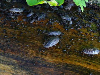 Bird on tree stump