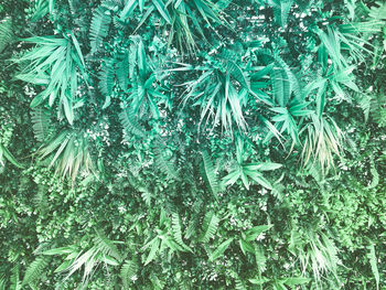 Full frame shot of frozen plants