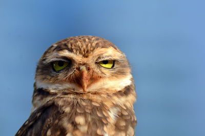 Close-up portrait of a owl