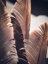 Close-up of feather on plant leaves