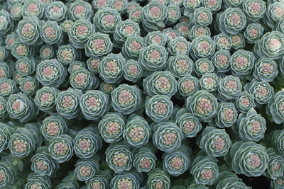 Full frame shot of succulent plants