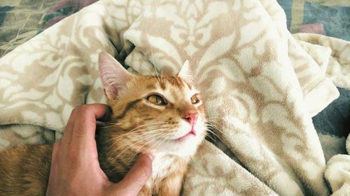 Portrait of cat lying on bed