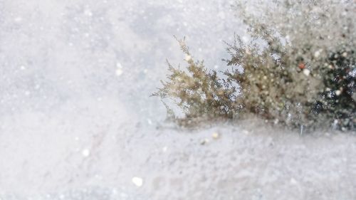 Close-up of snowflakes on tree