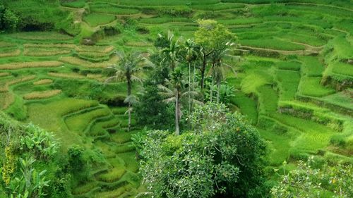 Scenic view of rural landscape