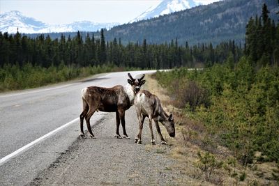 Horse standing on road amidst trees