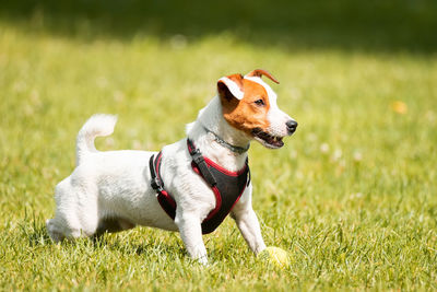 Dog looking away on field