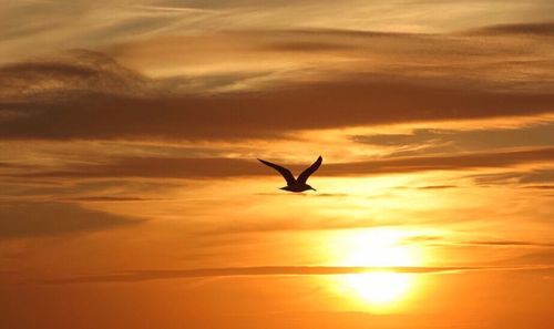 Silhouette bird flying against cloudy sky during sunset