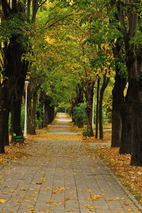 Dirt road amidst trees
