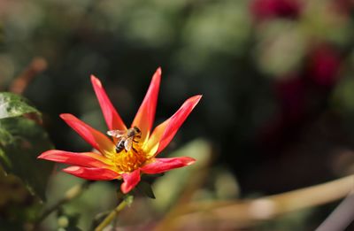 Close-up of honey bee pollinating on flower