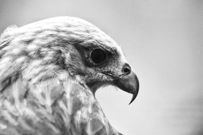 Close-up of owl