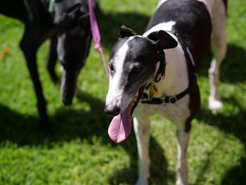 Close-up of a dog on field