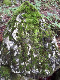 High angle view of moss growing on rock in forest