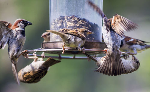 Close-up of birds flying