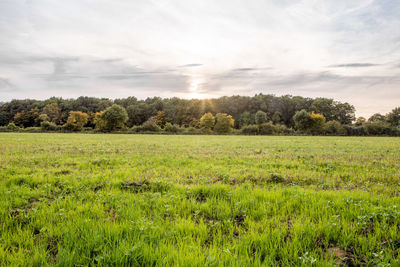 Scenic view of field against sky