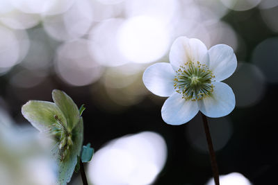 Close-up of white flowering plant