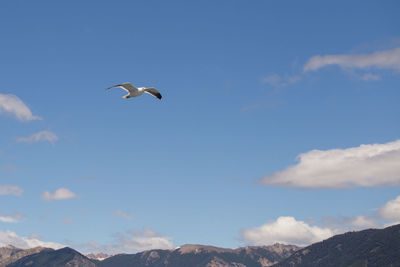 Low angle view of birds flying in sky