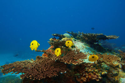 Fish swimming in sea