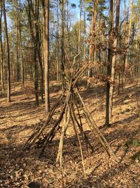 Trees on field in forest