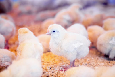 Close-up of baby chickens