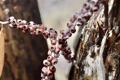 Close-up of berries on tree trunk