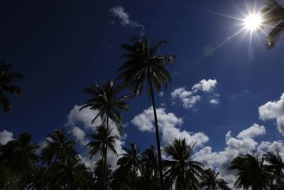 Low angle view of palm trees against sky