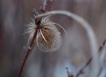 Close-up of dried plant