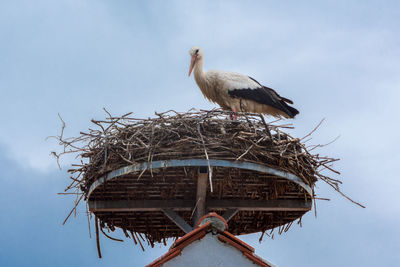 Low angle view of bird perching on roof against sky