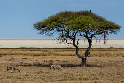 View of tree on field against sky