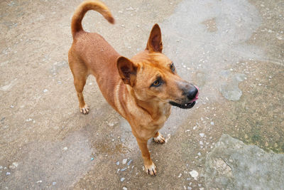 High angle portrait of dog standing in city