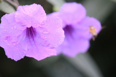 Close-up of pink flowers