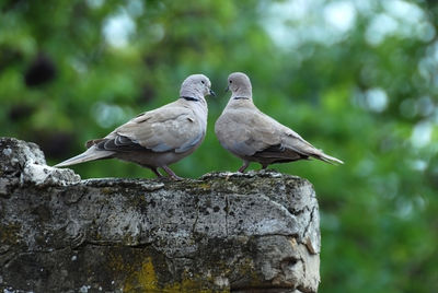 Close-up of dove birds on retaining wall