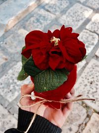 Close-up of hand holding red rose