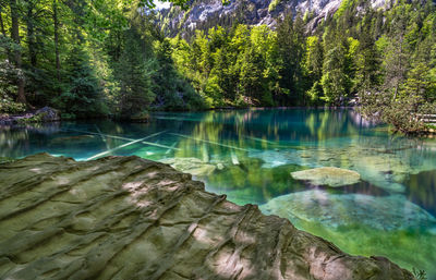 Scenic view of lake in forest