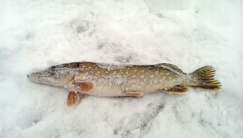 Close-up of dead animal