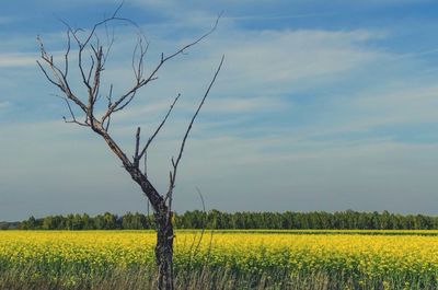 Scenic view of field against sky