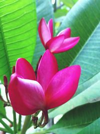 Close-up of pink frangipani blooming outdoors