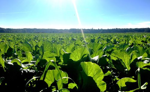 Scenic view of agricultural field against blue sky on sunny day