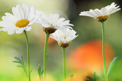 Close-up of white flowering plant