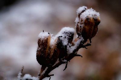 Close-up of frost on tree during winter